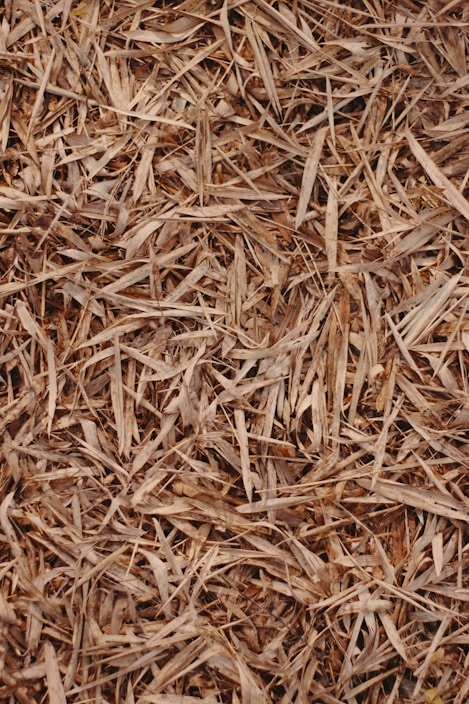 a close up of a pile of wood shavings