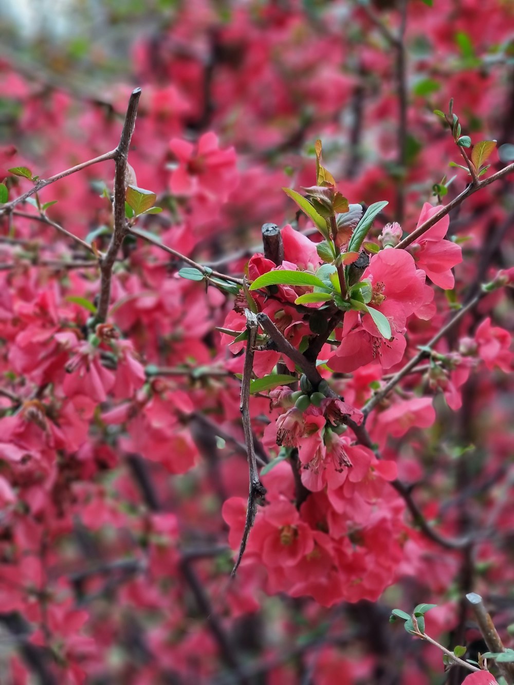 pink flowers are blooming on a tree branch