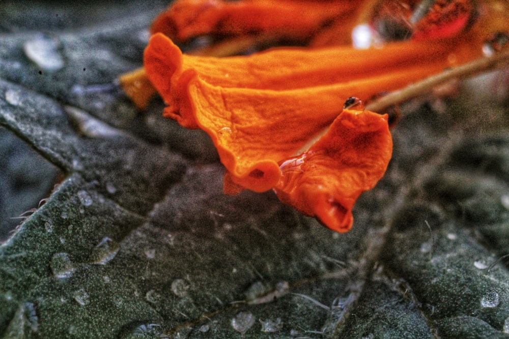 a close up of a leaf with drops of water on it