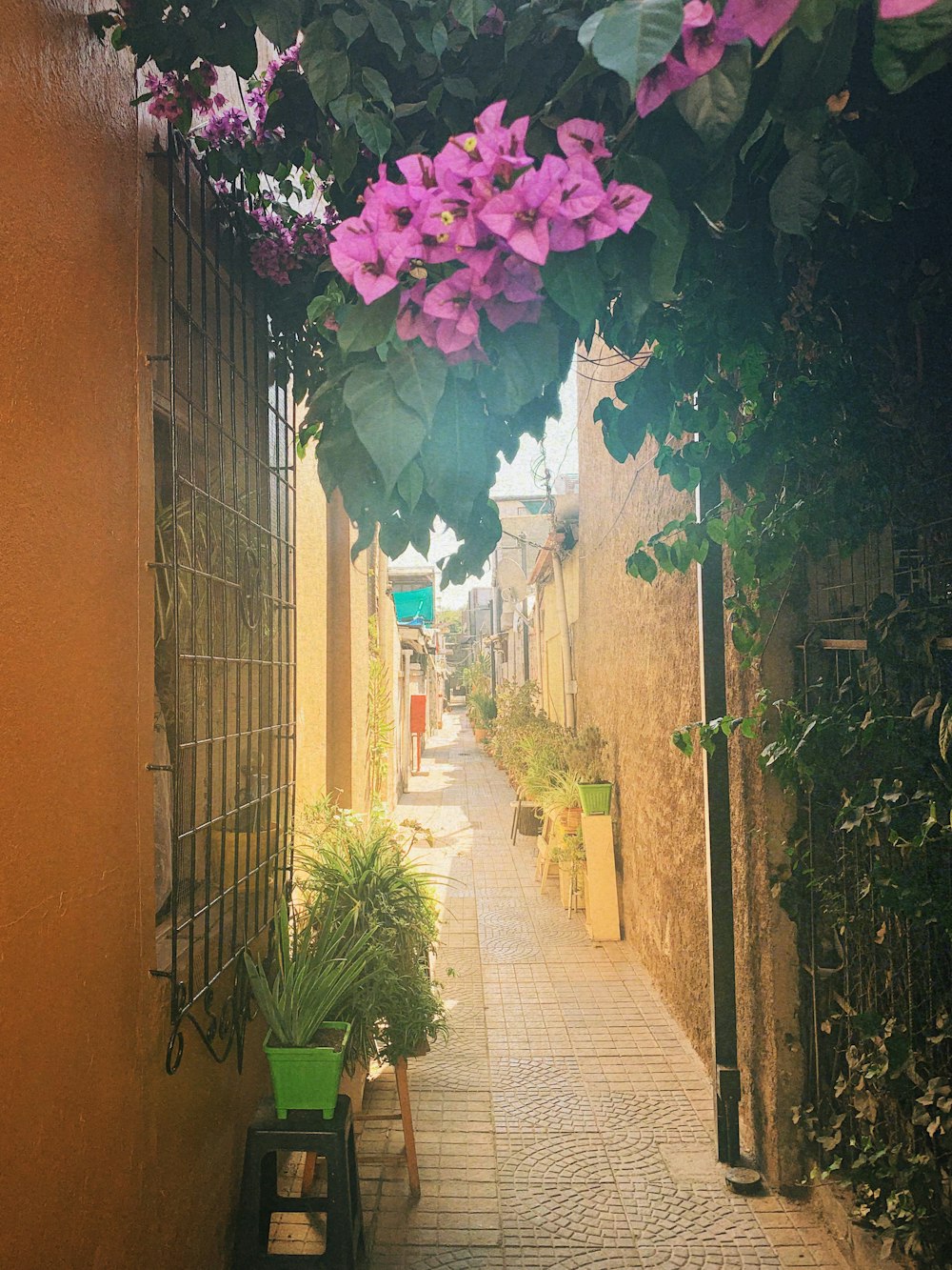 a narrow street with potted plants on either side