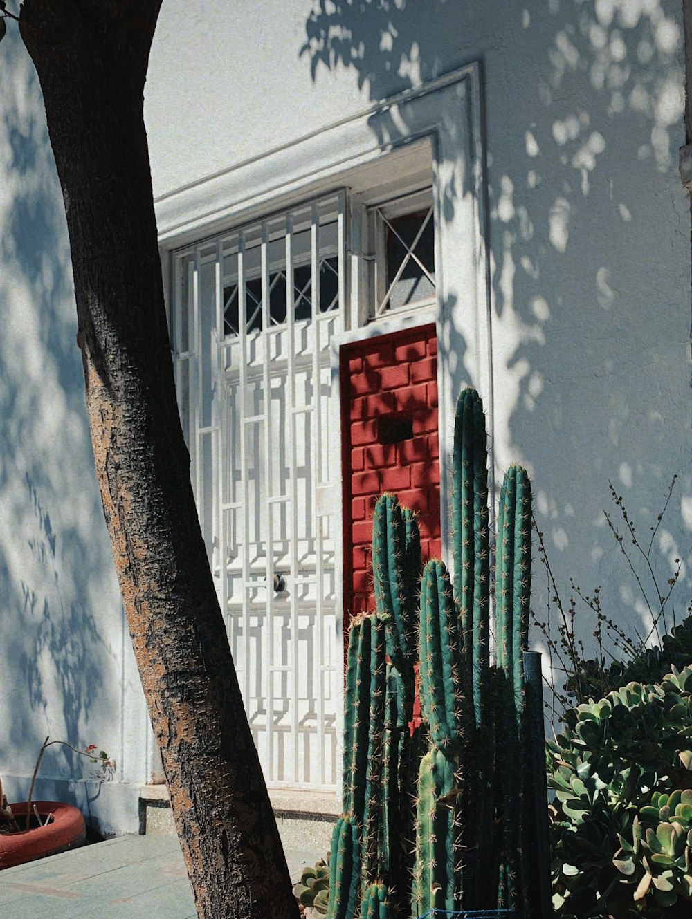 a cactus next to a tree in front of a house