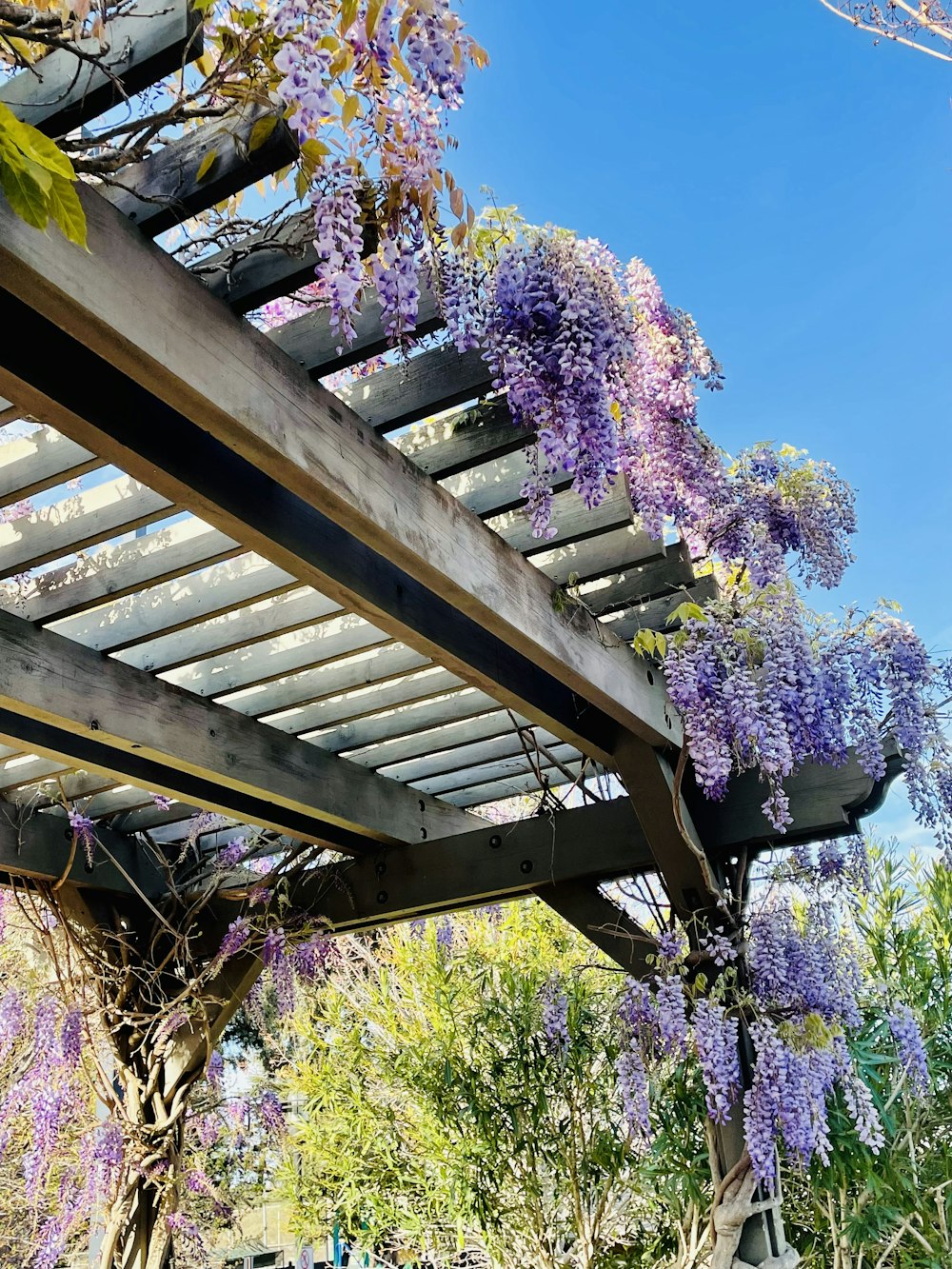 a wooden pergoline covered in purple flowers