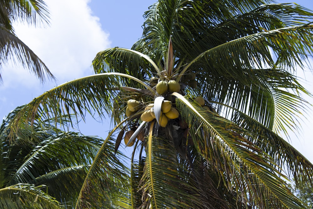 a bunch of fruit hanging from a palm tree