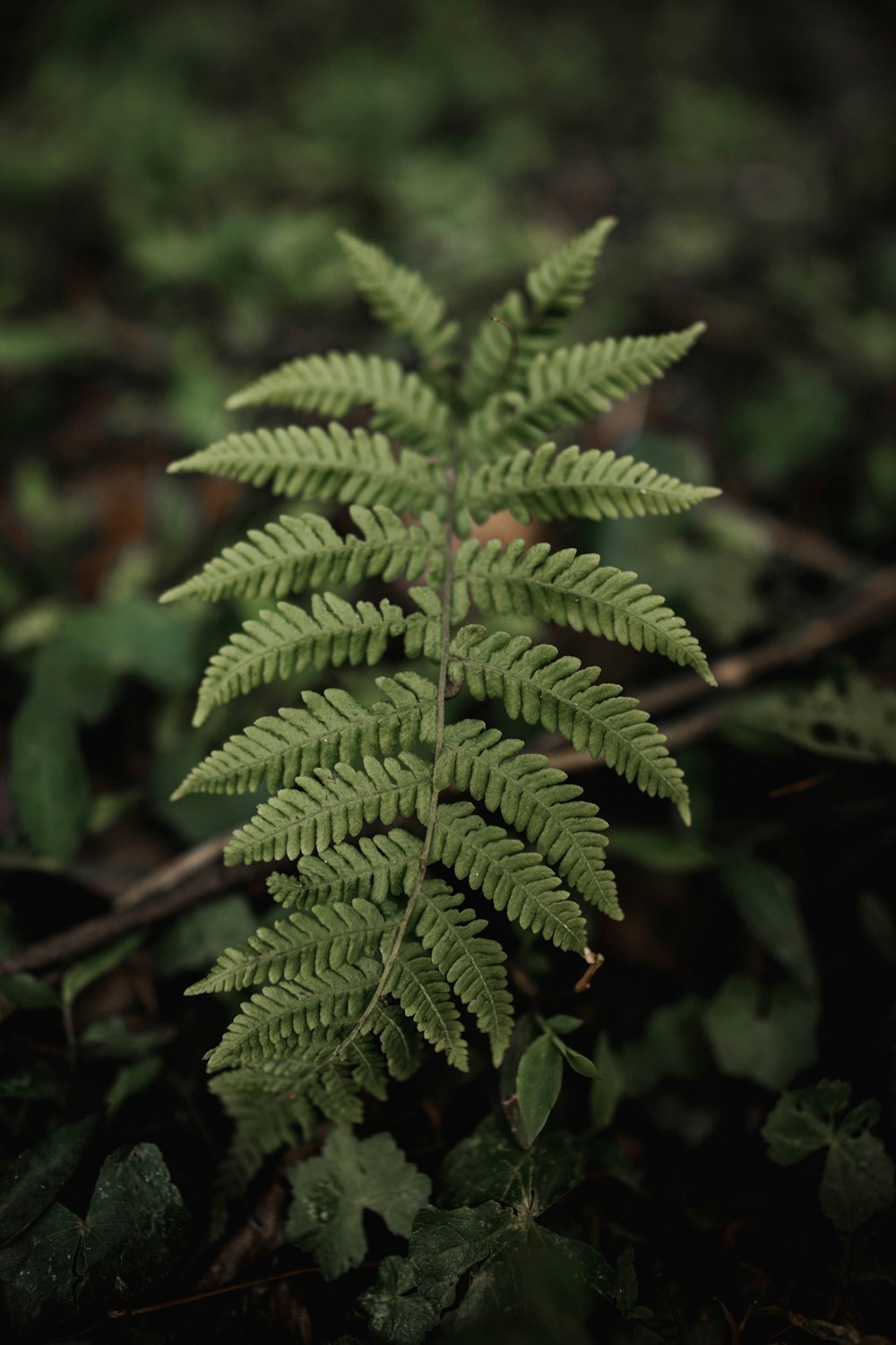 a close up of a green plant with leaves