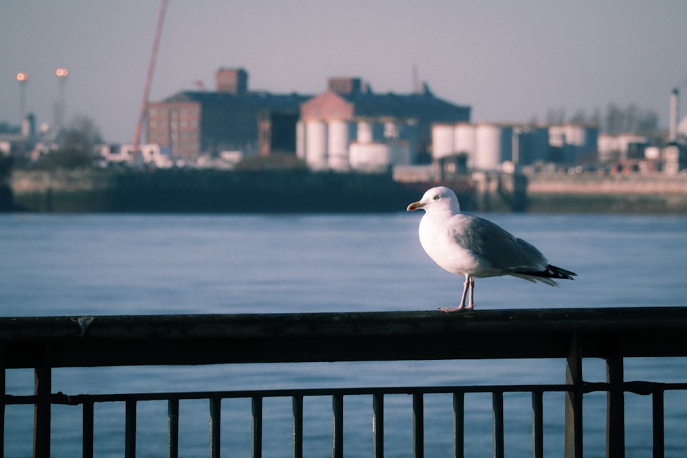 a seagull is standing on a railing by the water