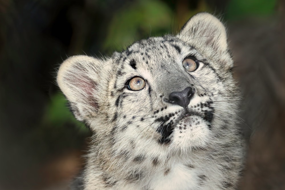 a close up of a snow leopard's face