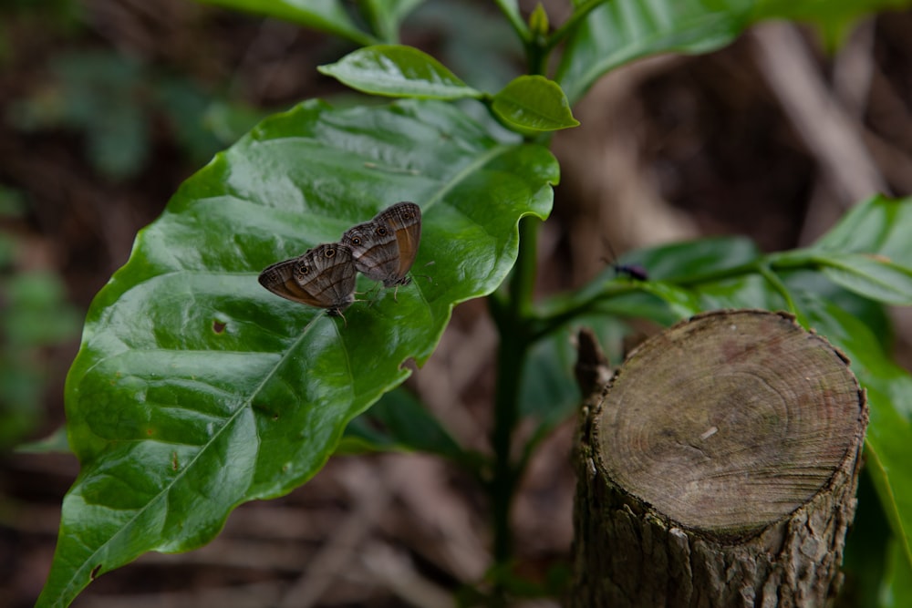 a couple of brown bugs sitting on top of a green leaf