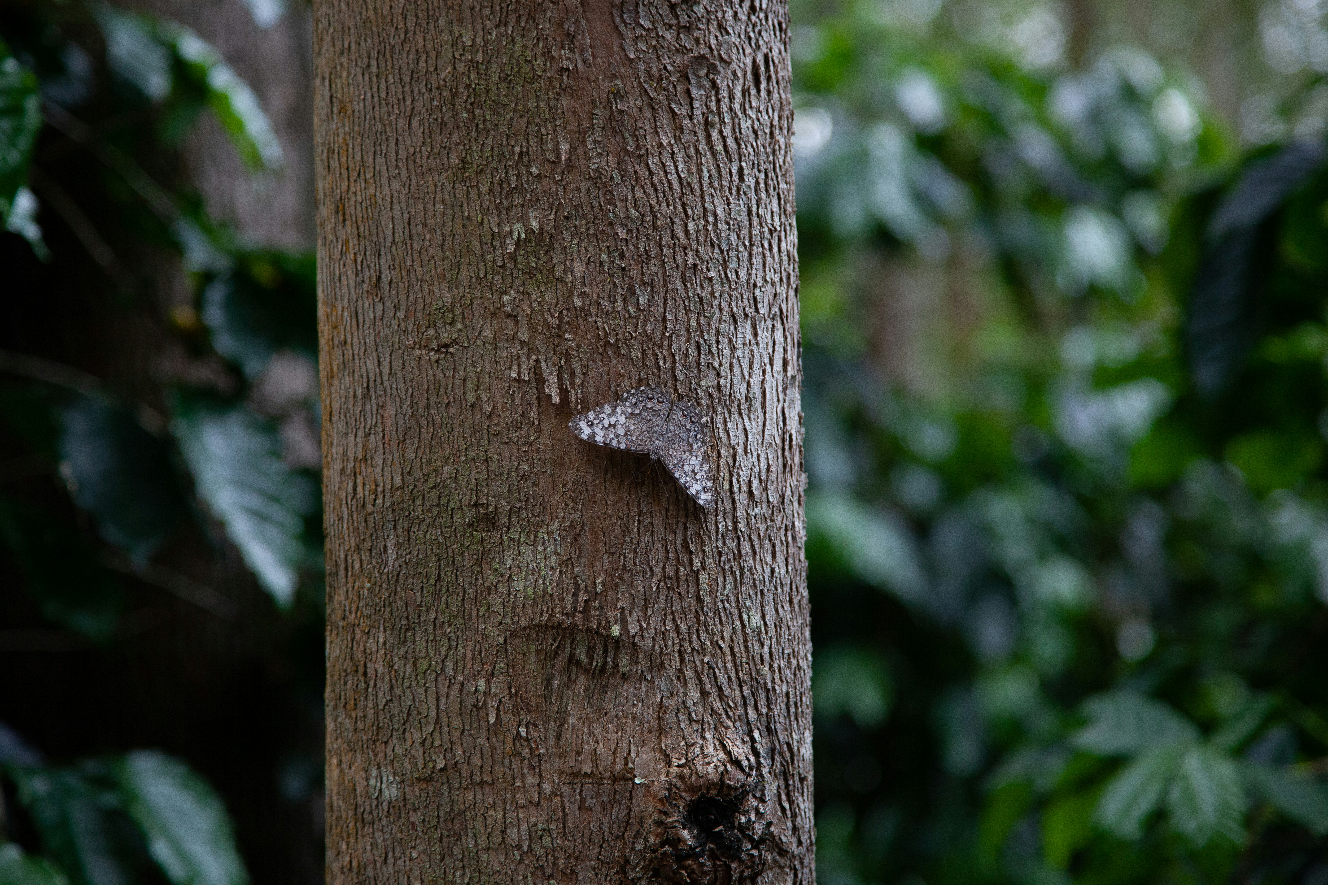 Dear visitor,
You just have entered a cafegatomourisco.com social media. We are a coffee brand that supports high quality free biodiversity audiovisual content for download. You are welcome here, regards! Pedro Lotti C. Dias