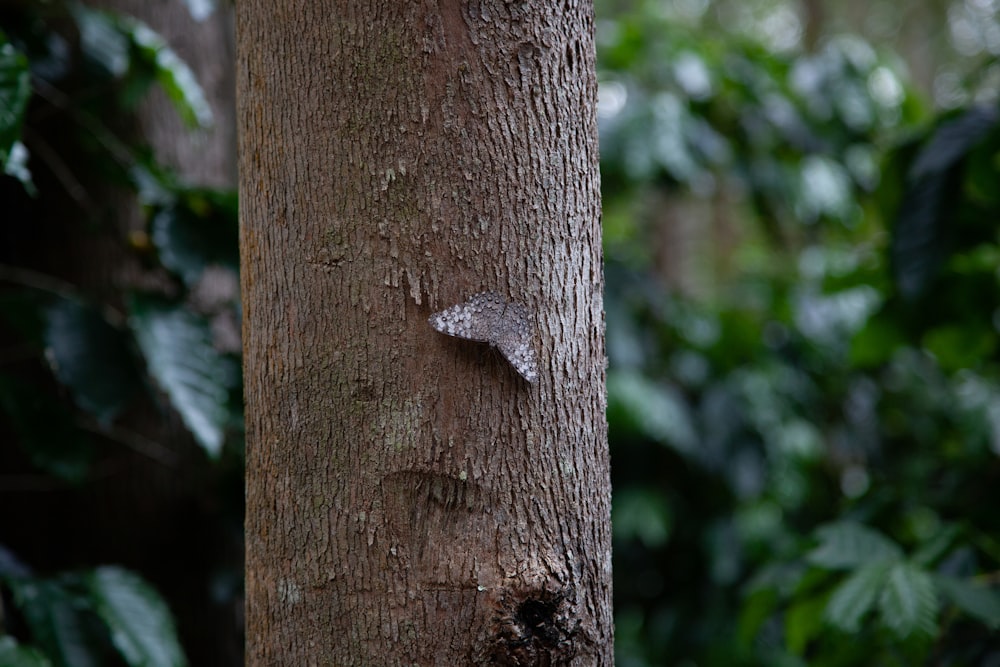 a close up of the trunk of a tree