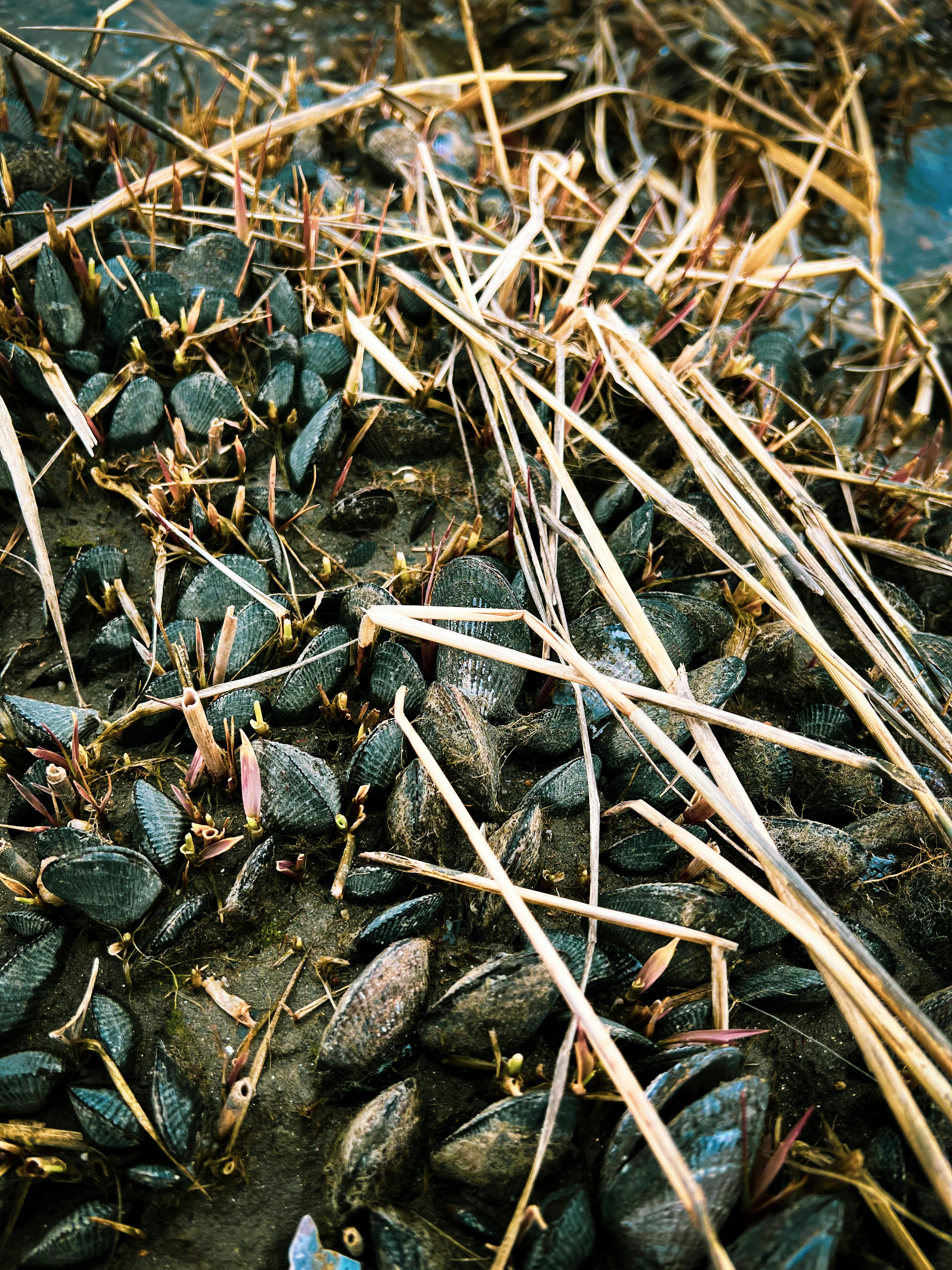 Mulching polybag plants