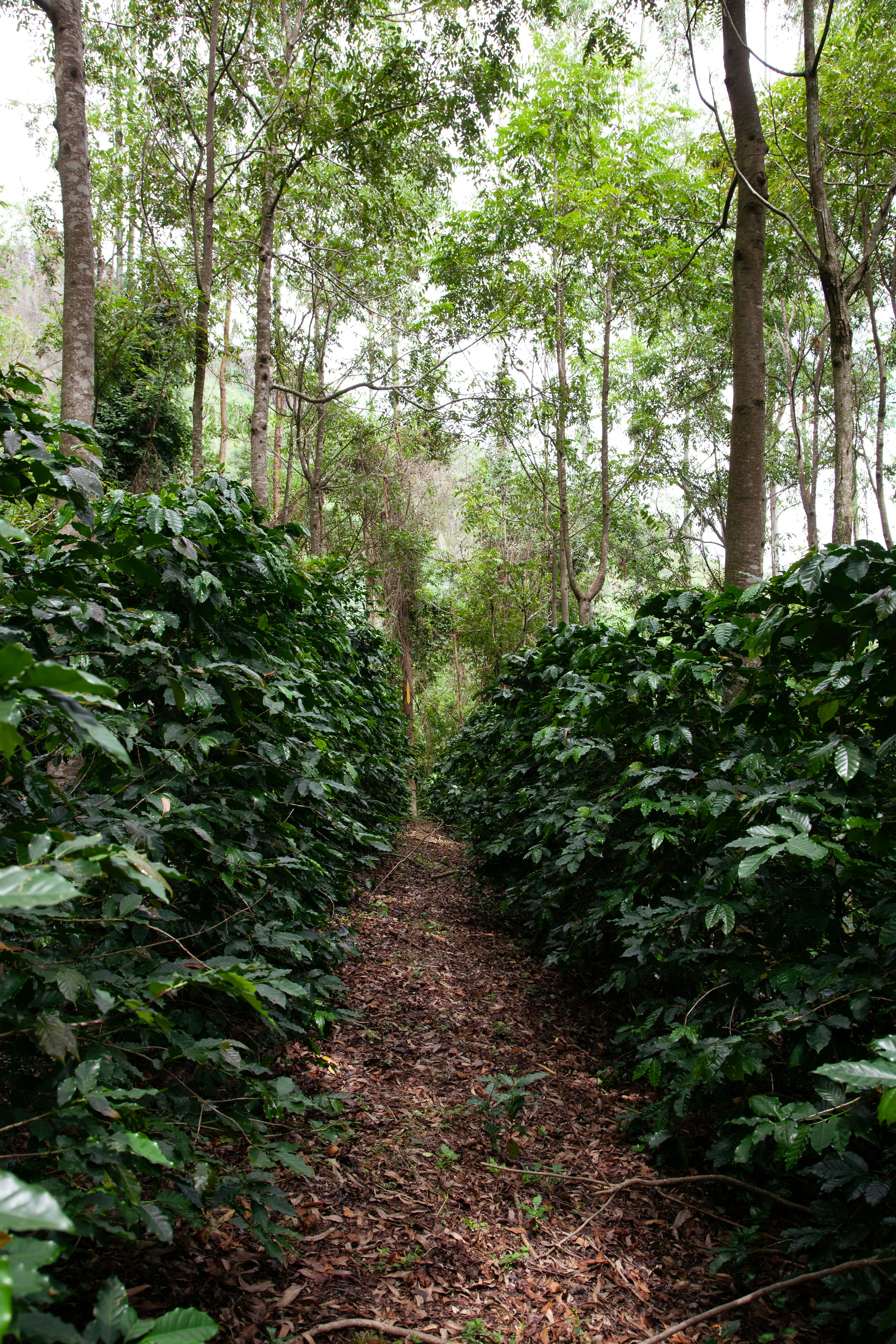 a path in the middle of a forest with lots of trees