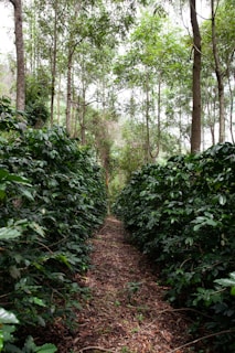 a path in the middle of a forest with lots of trees