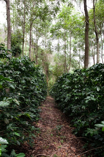 a path in the middle of a forest with lots of trees
