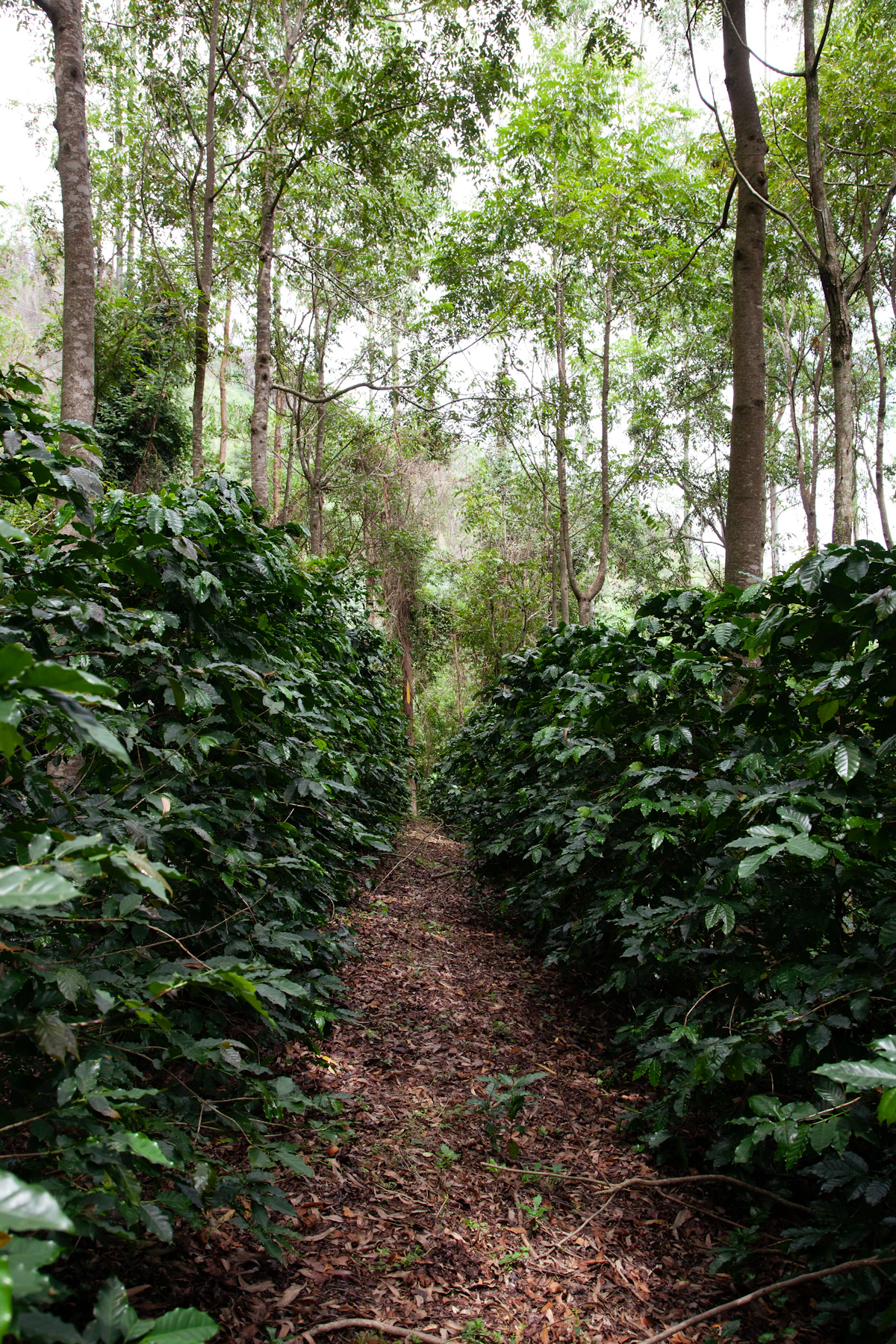 Finca de café en Poços de Caldas, Minas Gerais, Brasil