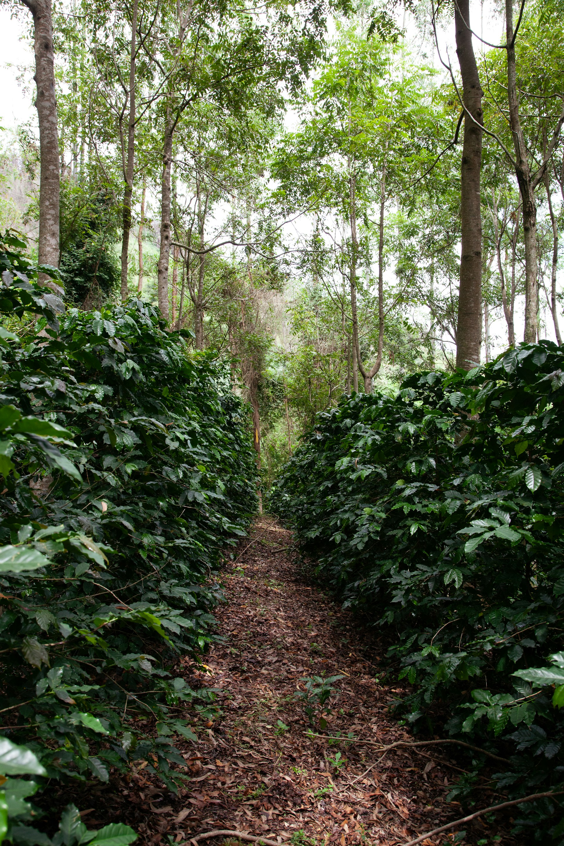 a path in the middle of a forest with lots of trees