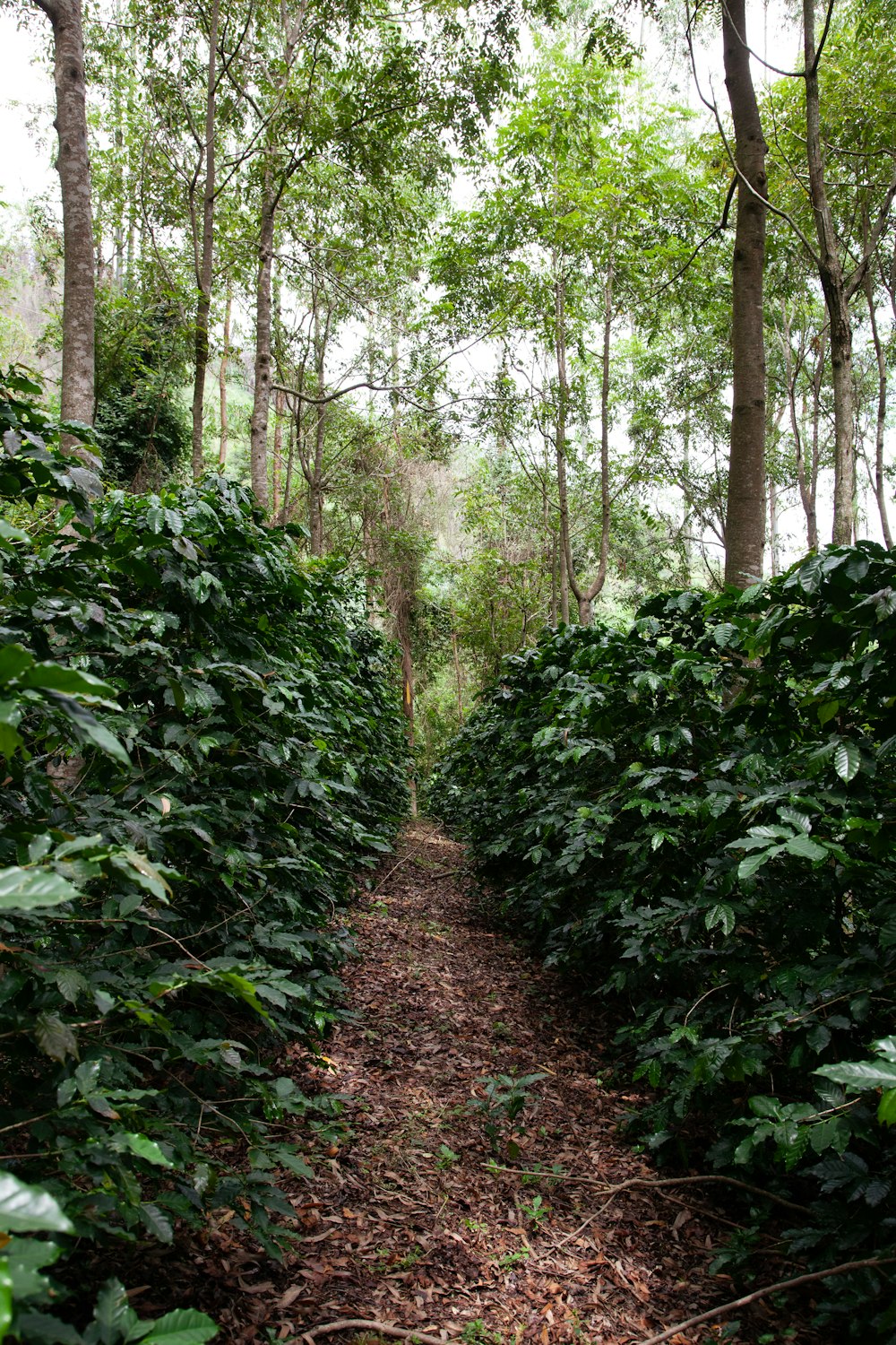 Un sentiero nel mezzo di una foresta con molti alberi