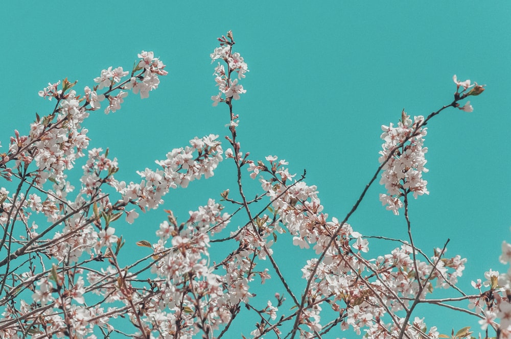 a tree with lots of white flowers in front of a blue sky