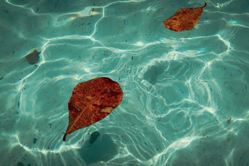 a couple of leaves floating on top of a body of water