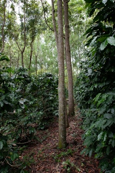 a path in the middle of a forest with lots of trees