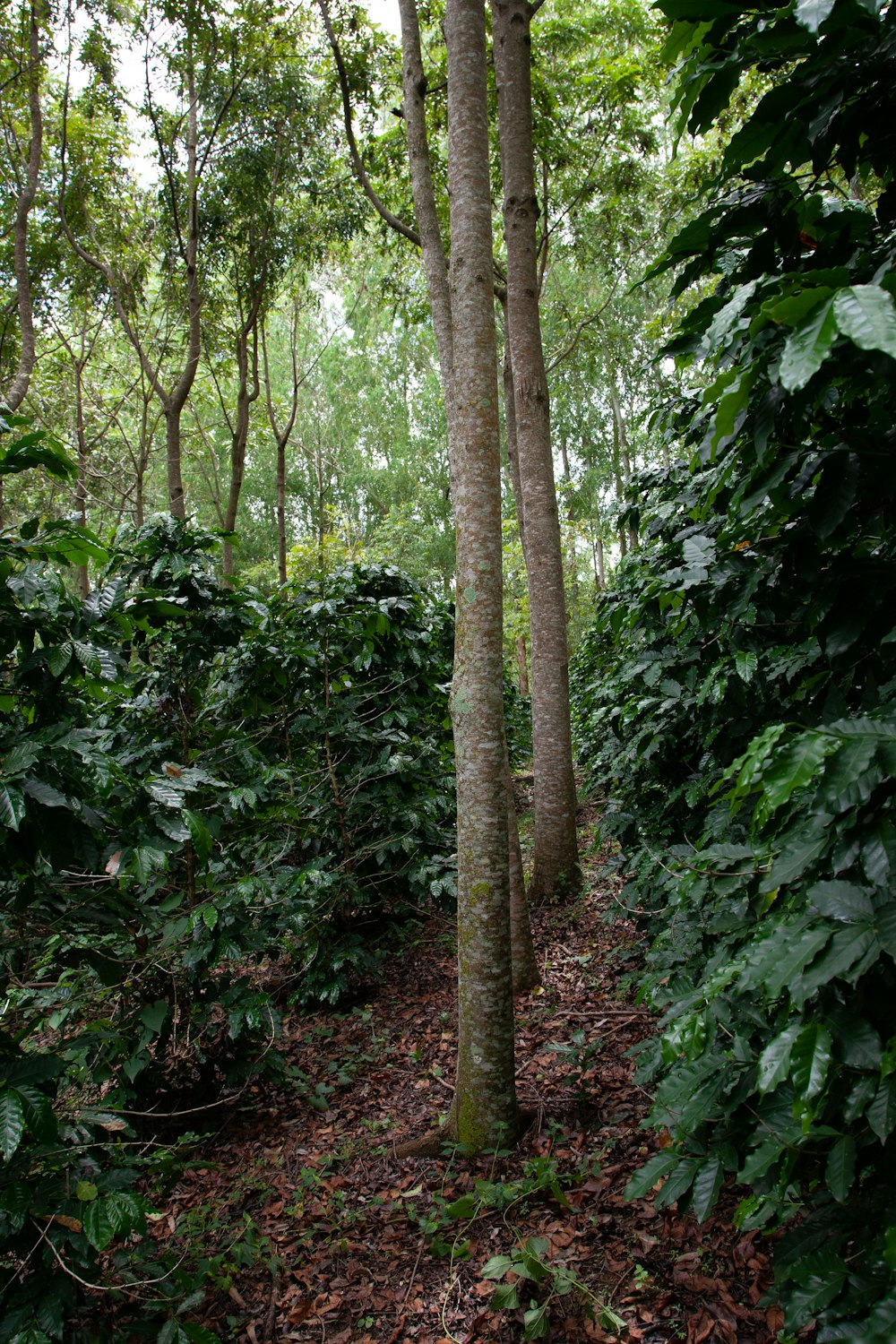 a path in the middle of a forest with lots of trees