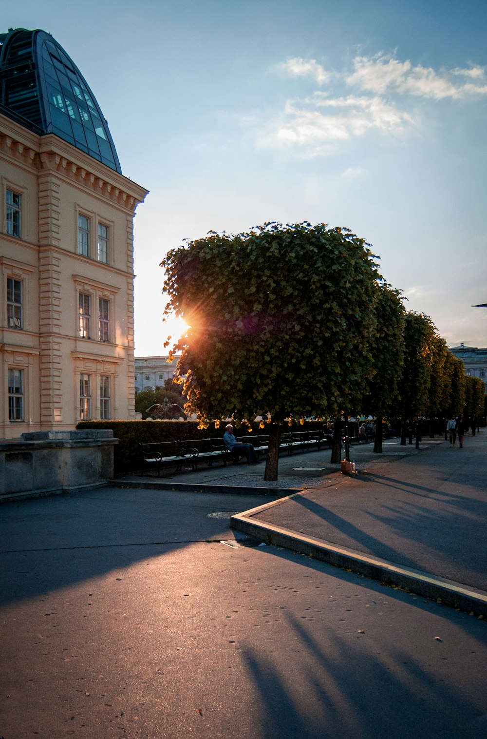 a tree in front of a building with a dome on top