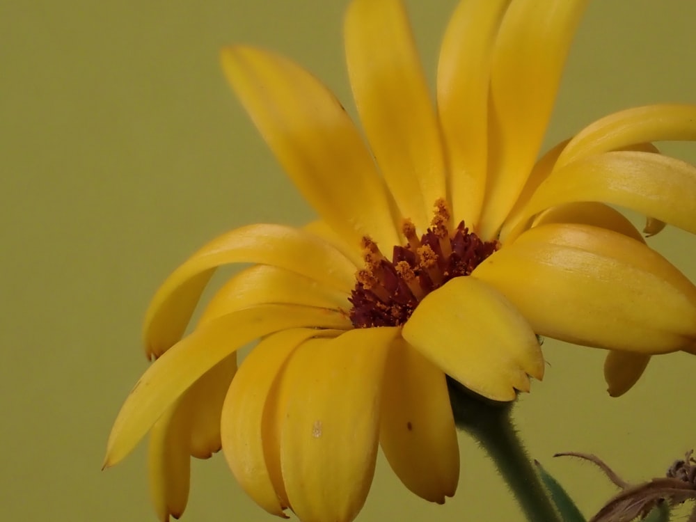 a close up of a yellow flower with a green background