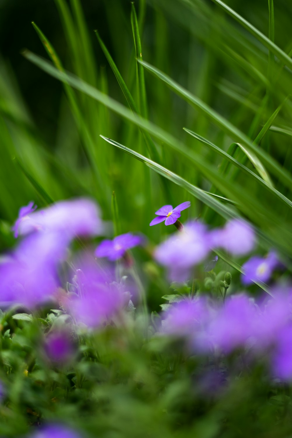 a small purple flower sitting on top of a lush green field