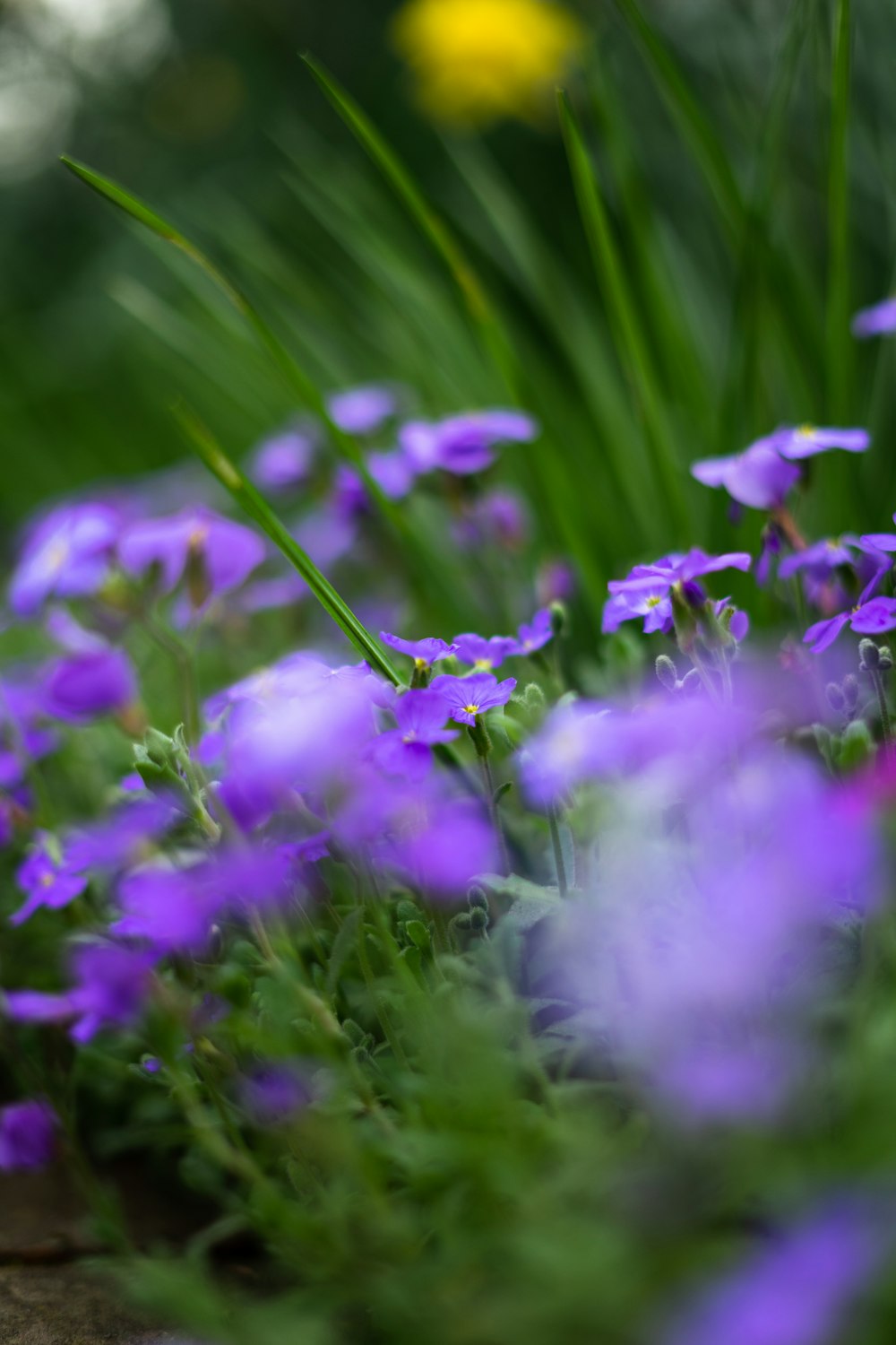 a bunch of flowers that are in the grass