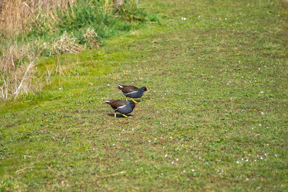 a couple of birds that are standing in the grass