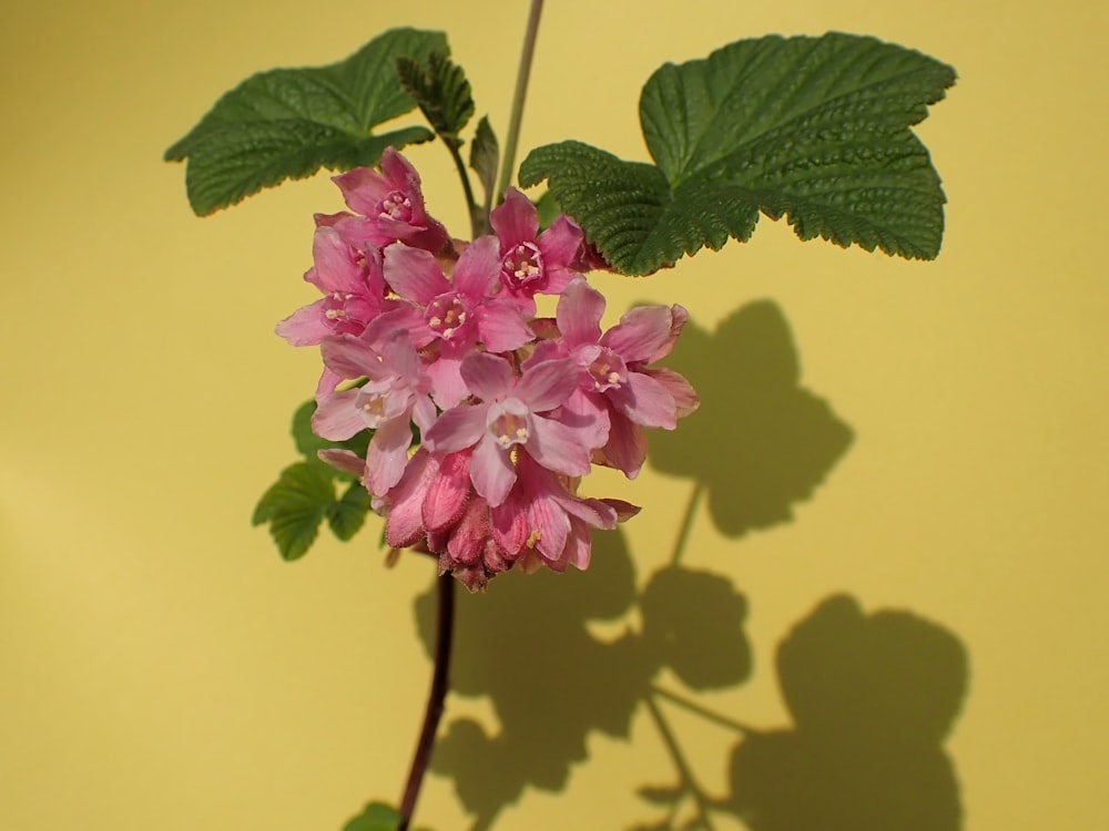 a pink flower with green leaves casts a shadow on a yellow wall