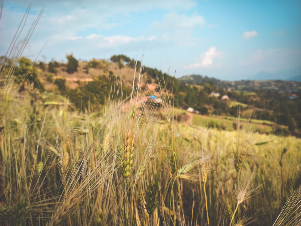 a field of grass with a hill in the background