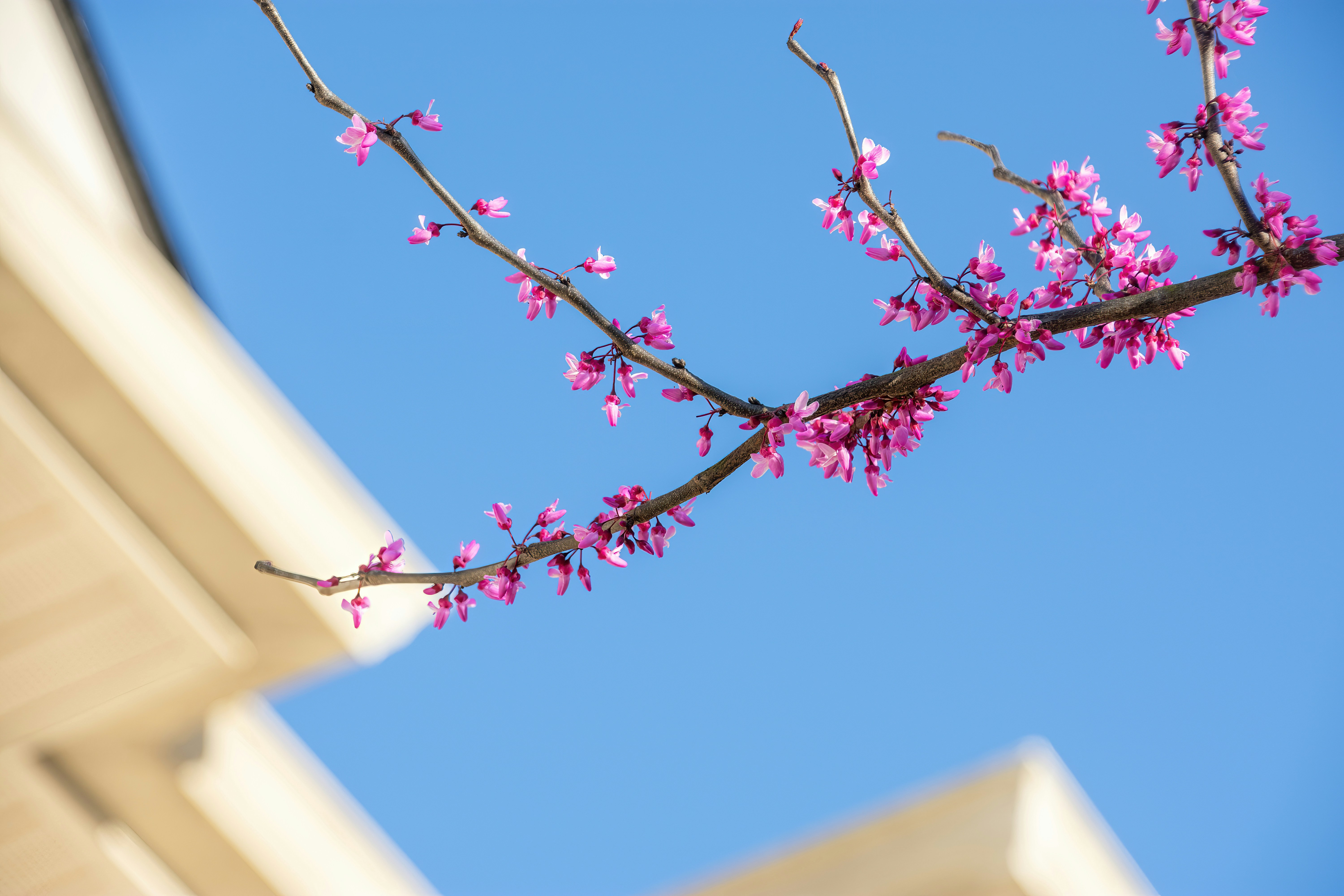 a branch with pink flowers in front of a building