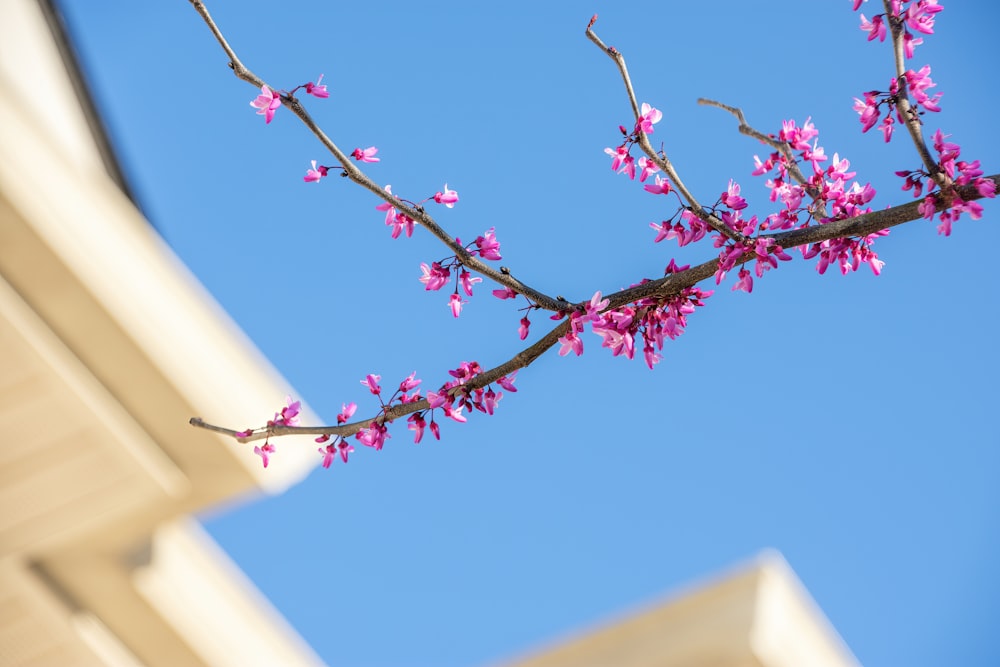 a branch with pink flowers in front of a building