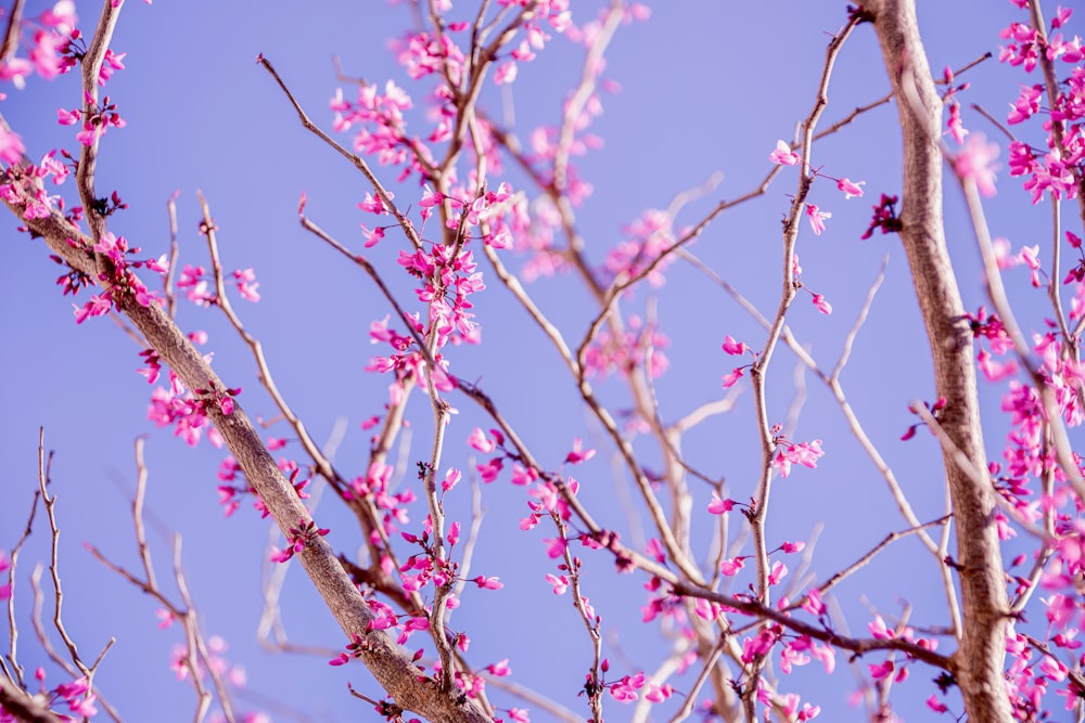 a tree with pink flowers in front of a blue sky