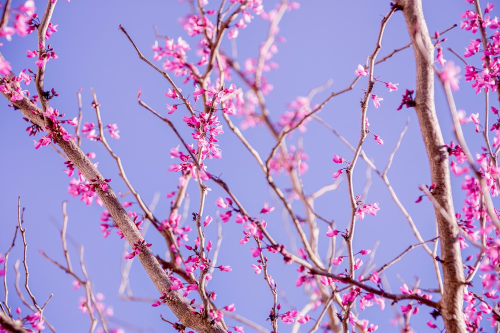 Un albero con fiori rosa davanti a un cielo blu