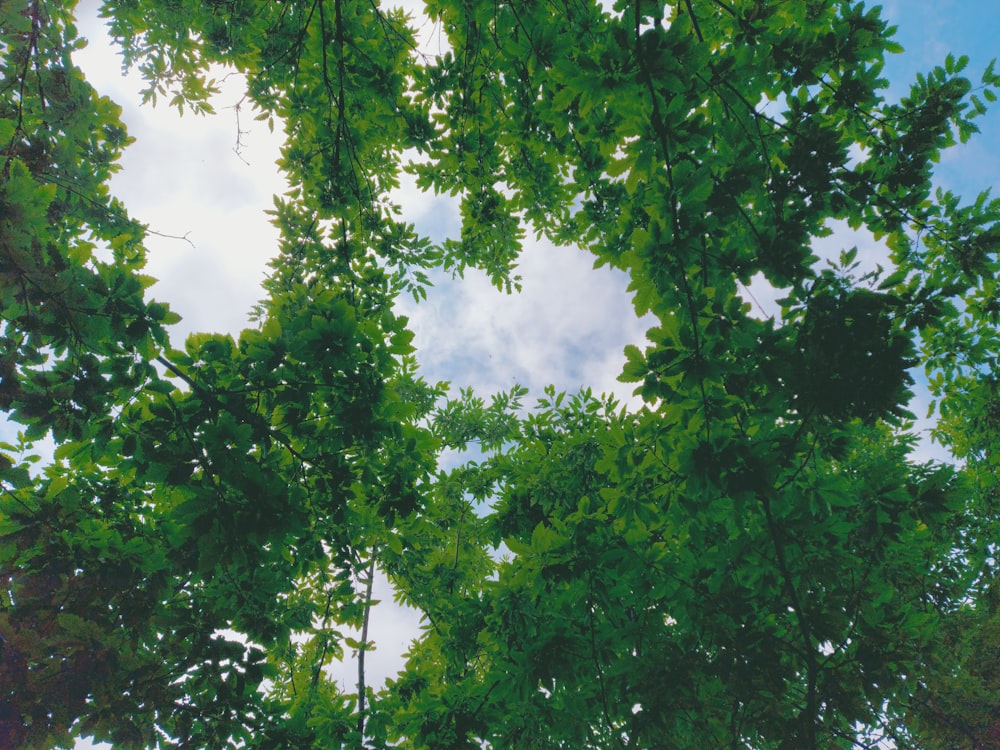 looking up into the canopy of a tree