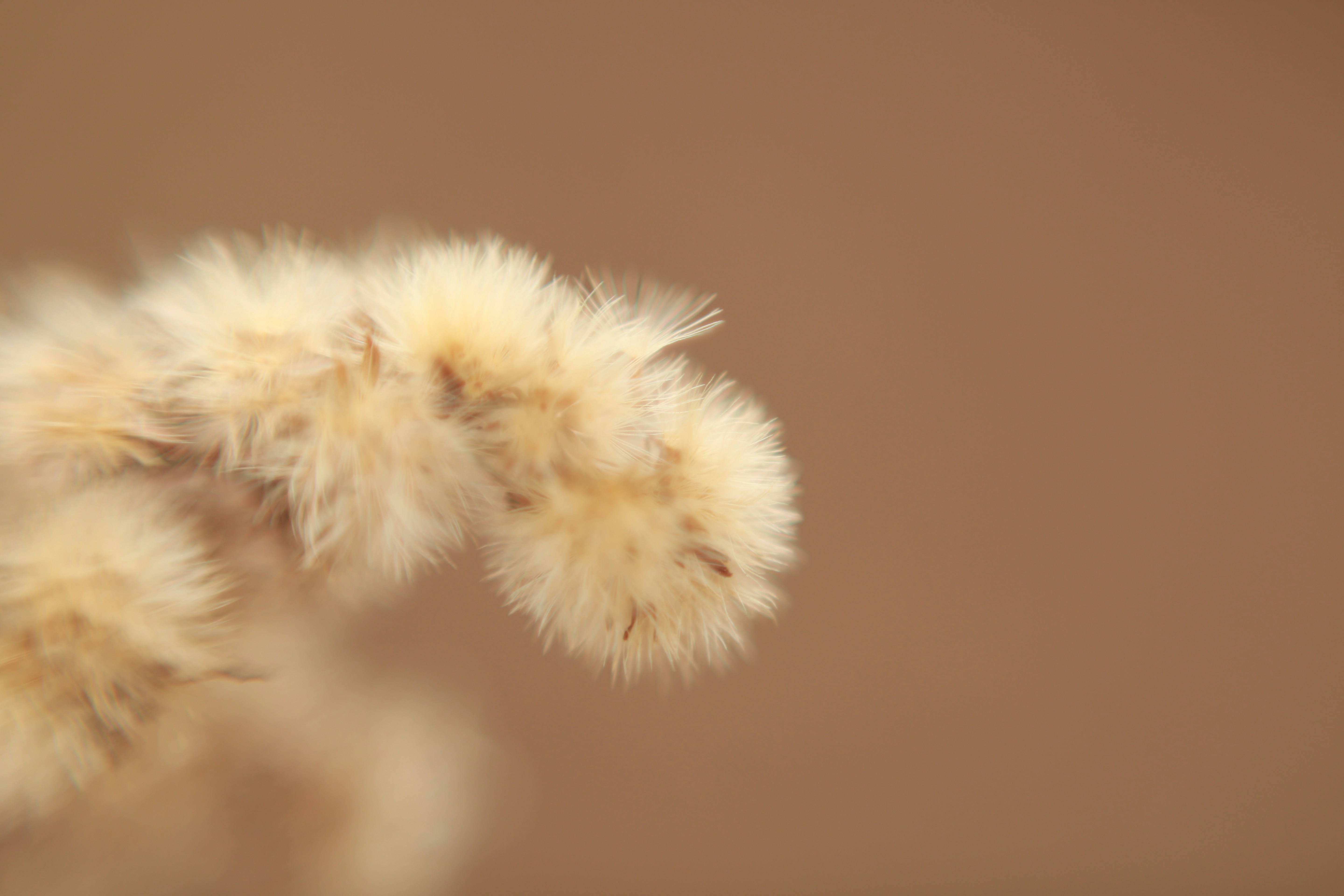 a close up of a plant with a blurry background