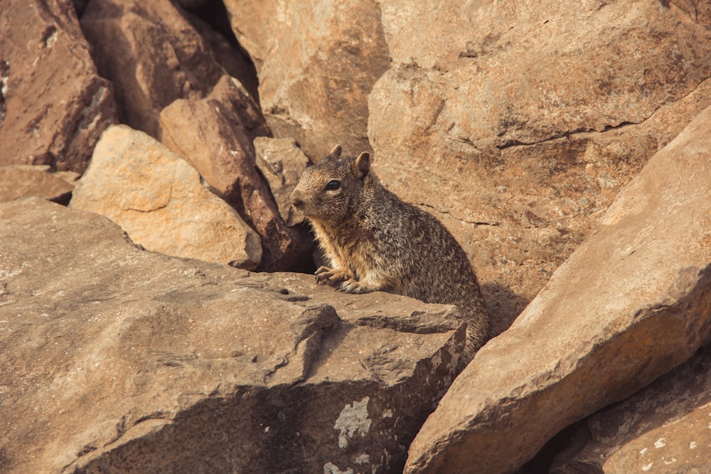 un petit animal assis au sommet d’un gros rocher