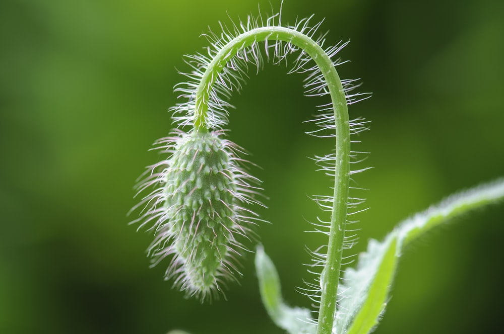 a close up of a plant with a blurry background