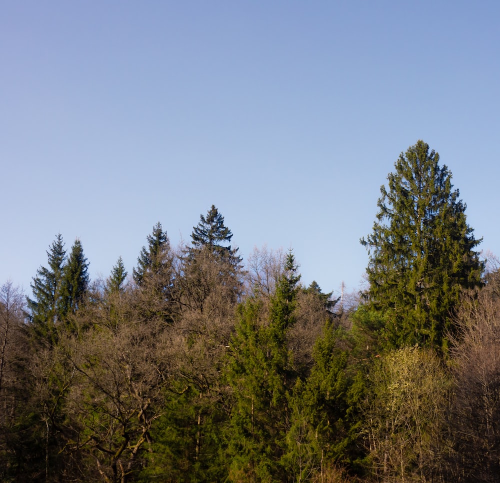 un groupe d’arbres dans une zone boisée