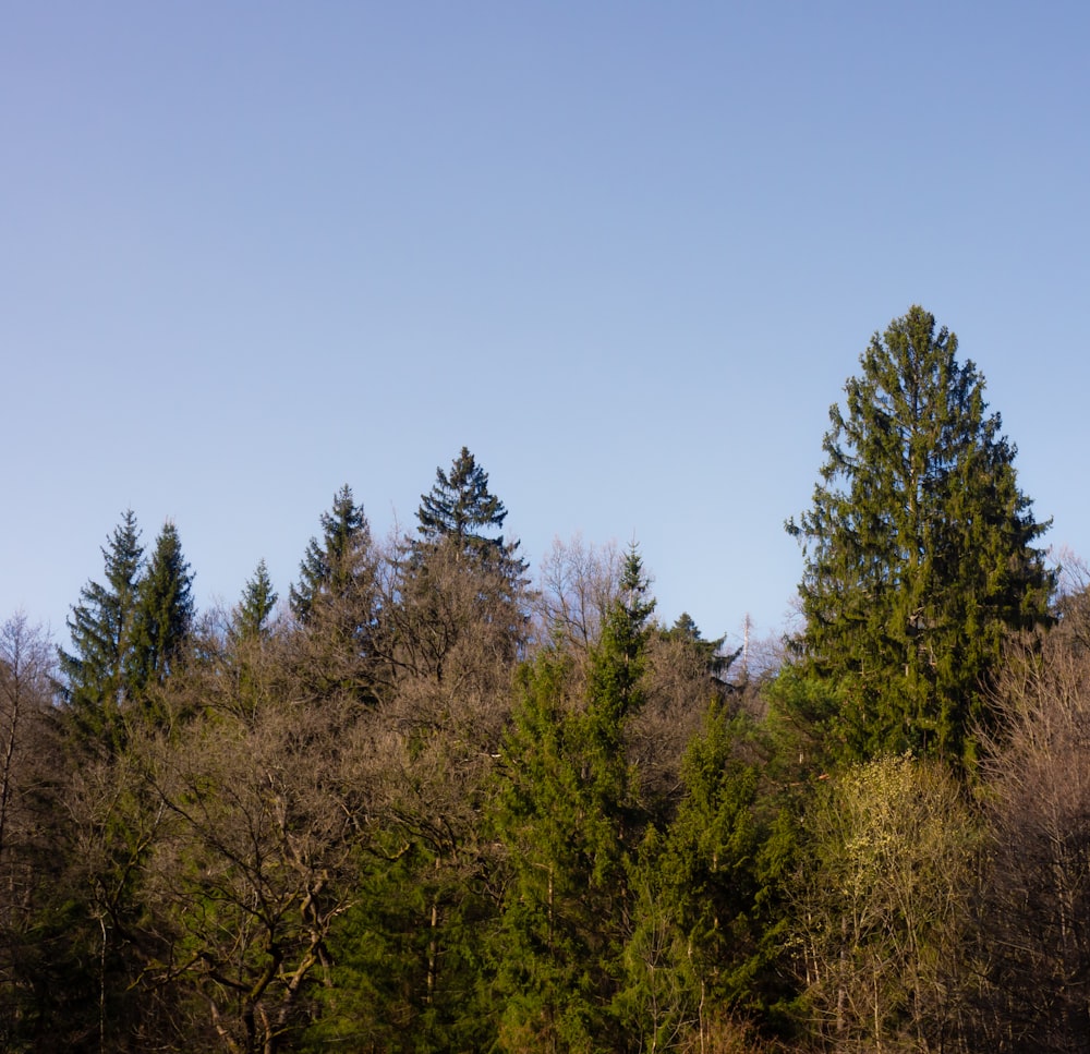 a group of trees in a wooded area