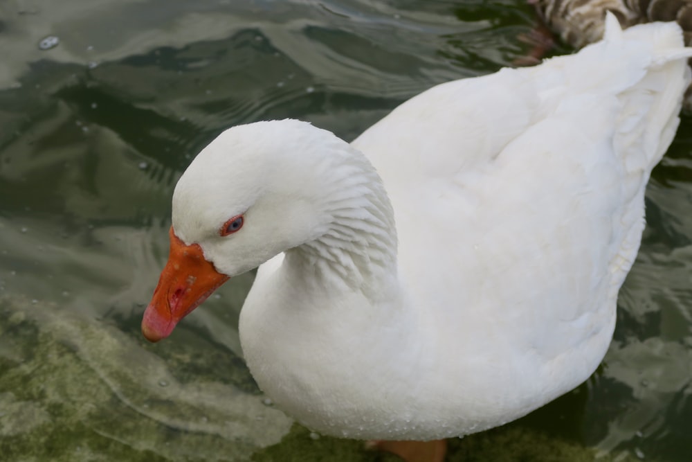 a white duck with orange beak standing in water