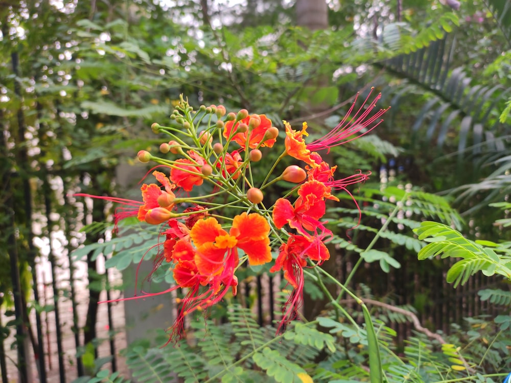Un ramo de flores rojas y naranjas en un jardín