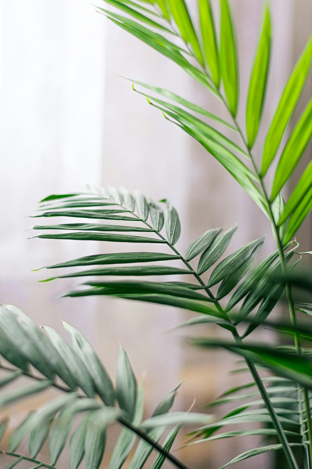 a close up of a plant with green leaves