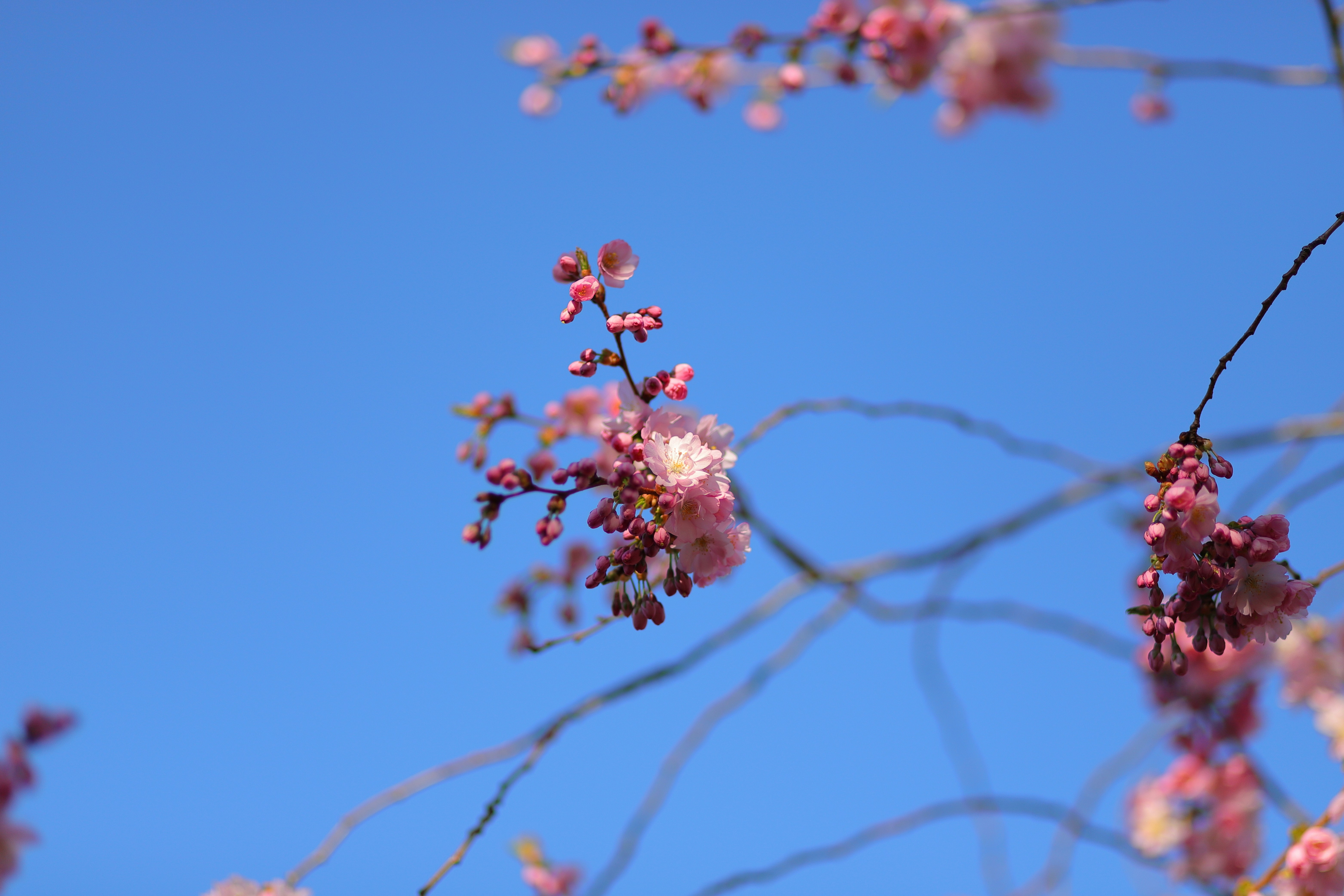 Photo by reyaznama
