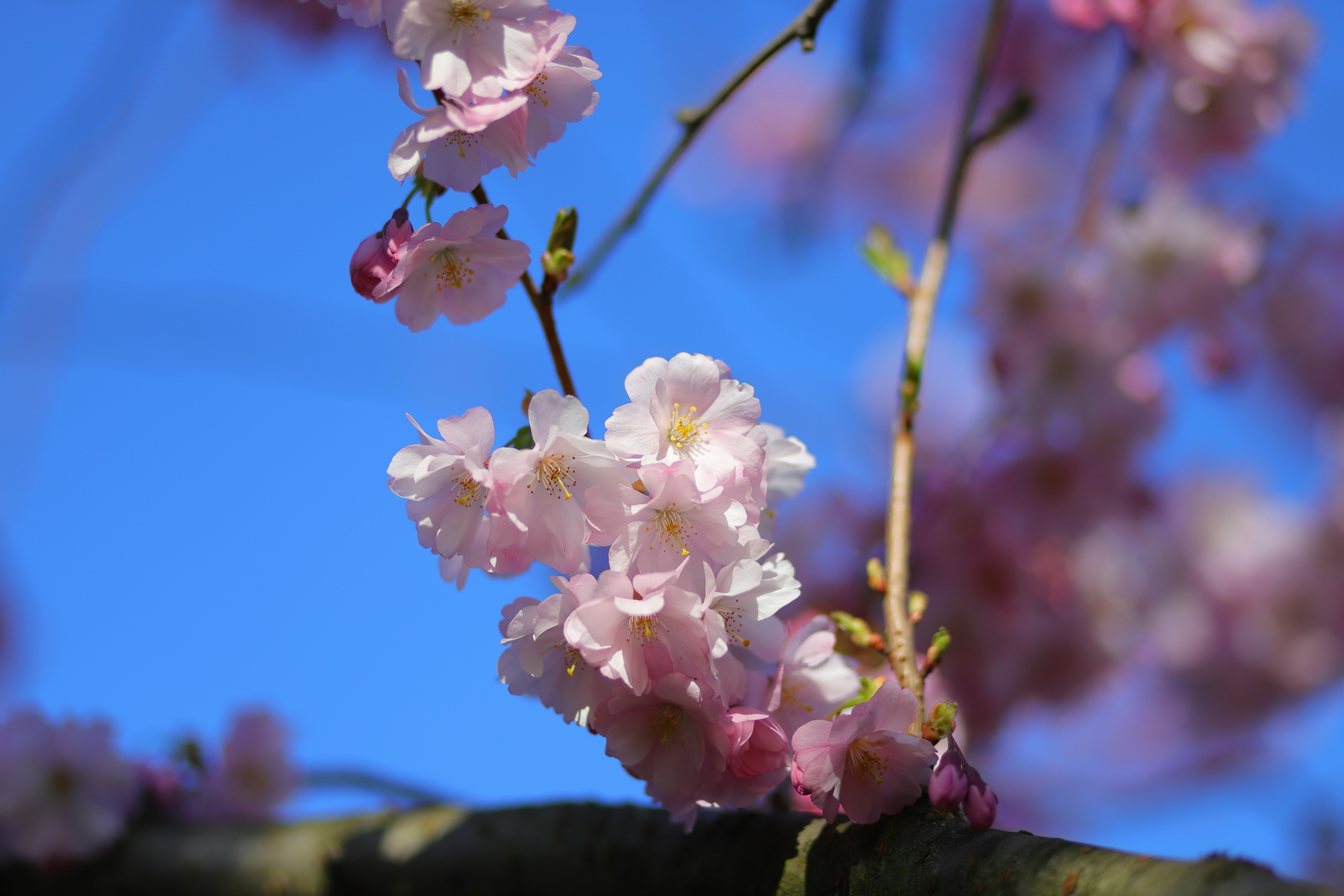 Photo by reyaznama