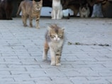 A small, fluffy kitten walks confidently on a paved path, with several other cats in the background partially obscured by shadows. The scene is set outdoors, with the cats situated near some vehicle tires.