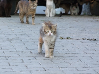 A small, fluffy kitten walks confidently on a paved path, with several other cats in the background partially obscured by shadows. The scene is set outdoors, with the cats situated near some vehicle tires.