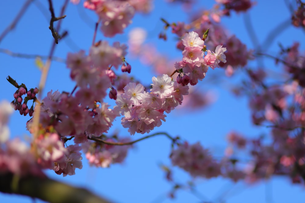 a branch of a tree with pink flowers