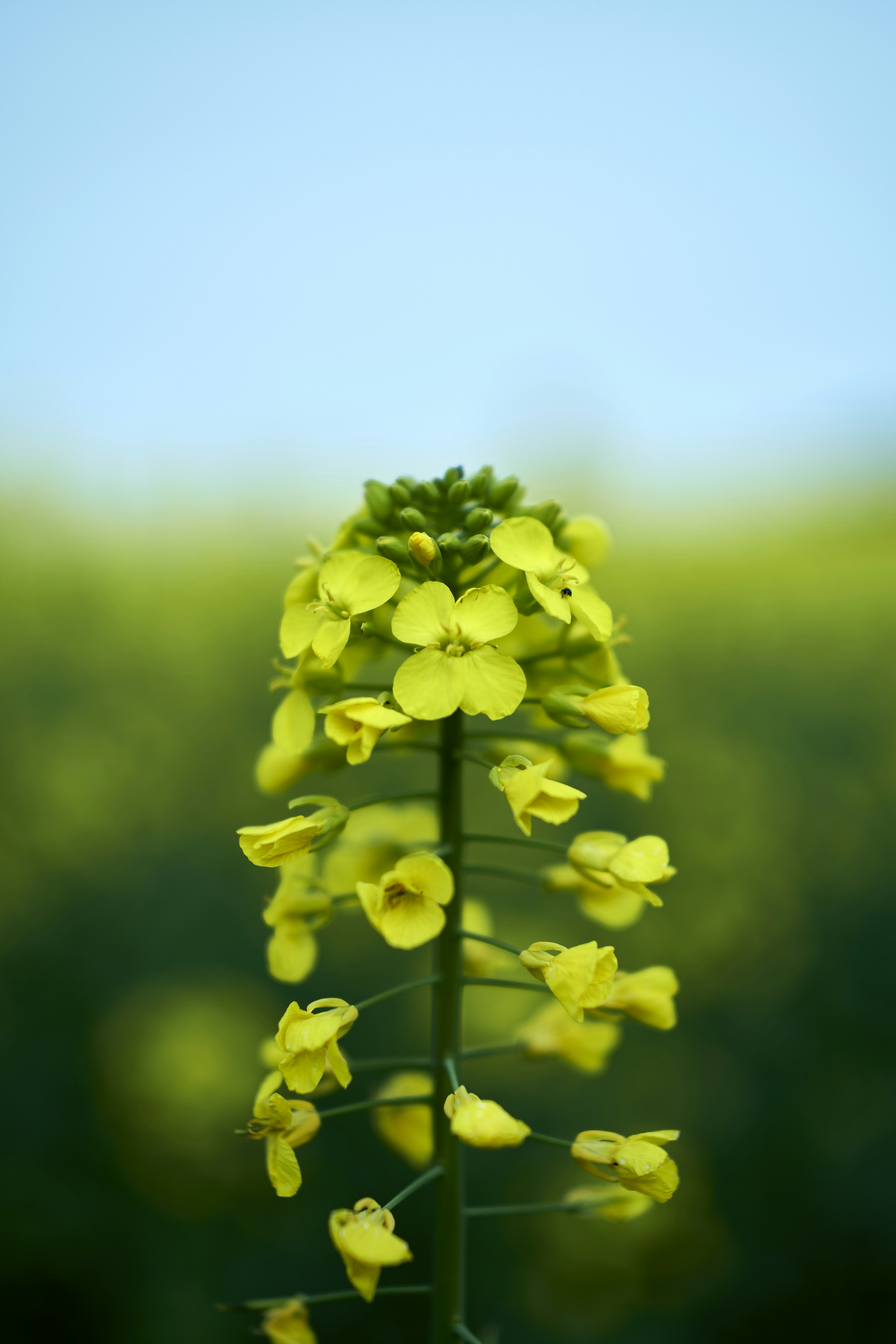 Photo by aleksandar_akr